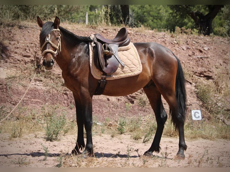 PRE Mix Stallone 3 Anni 153 cm Baio scuro in Valencia