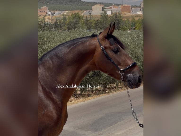 PRE Mix Stallone 3 Anni 155 cm Baio in Sevilla