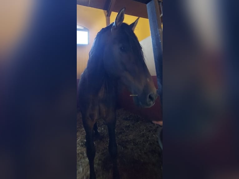 PRE Stallone 3 Anni 155 cm Baio in Almonte