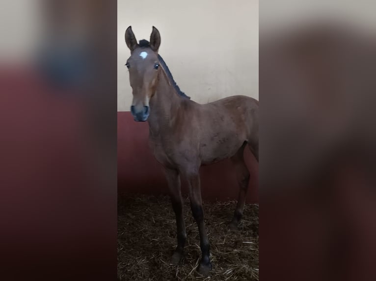 PRE Stallone 3 Anni 155 cm Baio in Almonte