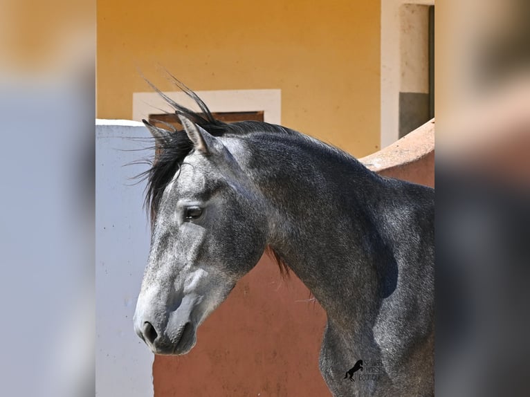 PRE Mix Stallone 3 Anni 155 cm Grigio in Menorca