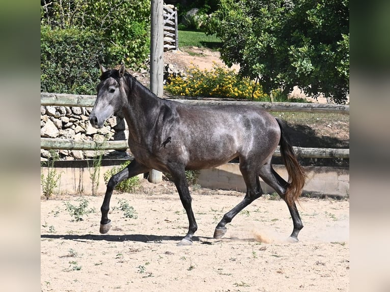 PRE Stallone 3 Anni 155 cm Grigio in Menorca