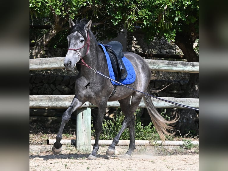 PRE Mix Stallone 3 Anni 155 cm Grigio in Menorca