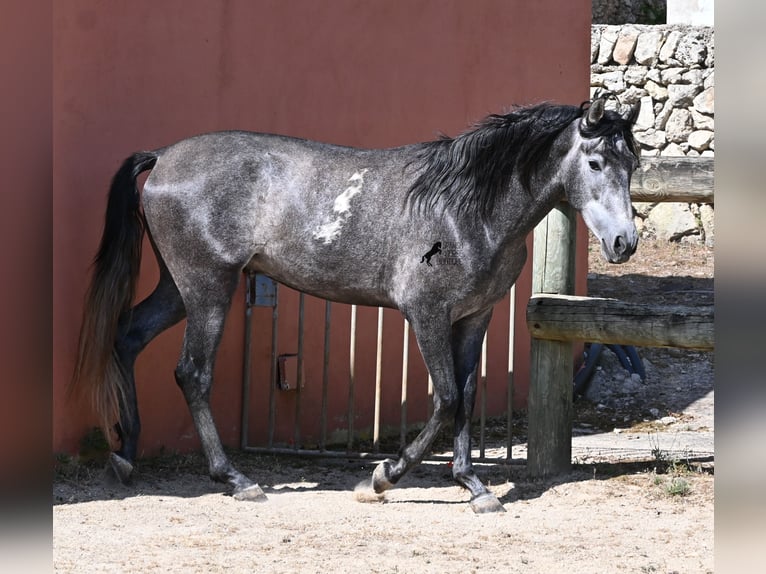 PRE Mix Stallone 3 Anni 155 cm Grigio in Menorca