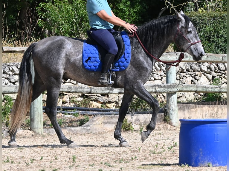 PRE Mix Stallone 3 Anni 155 cm Grigio in Menorca