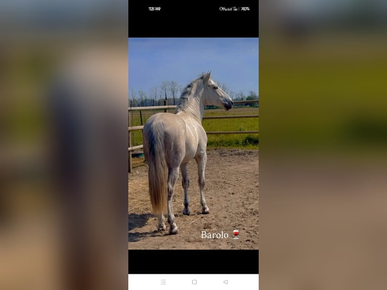 PRE Mix Stallone 3 Anni 155 cm Grigio in Milano