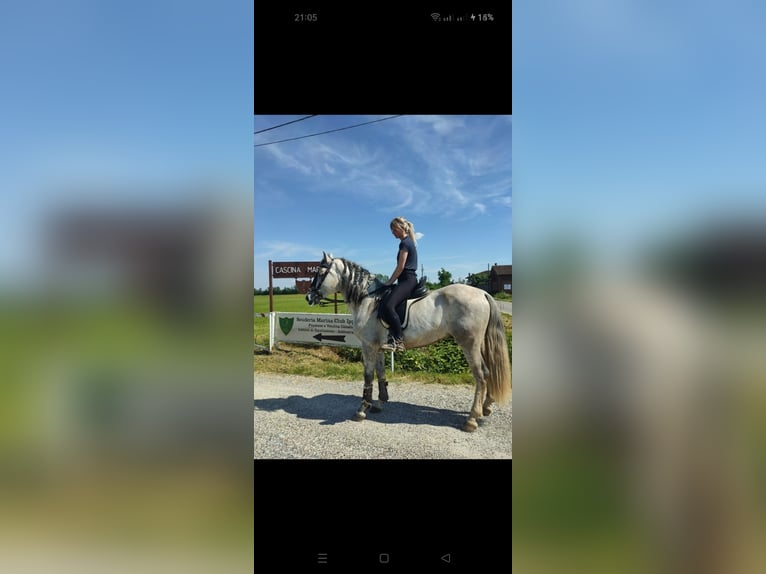 PRE Mix Stallone 3 Anni 155 cm Grigio in Milano