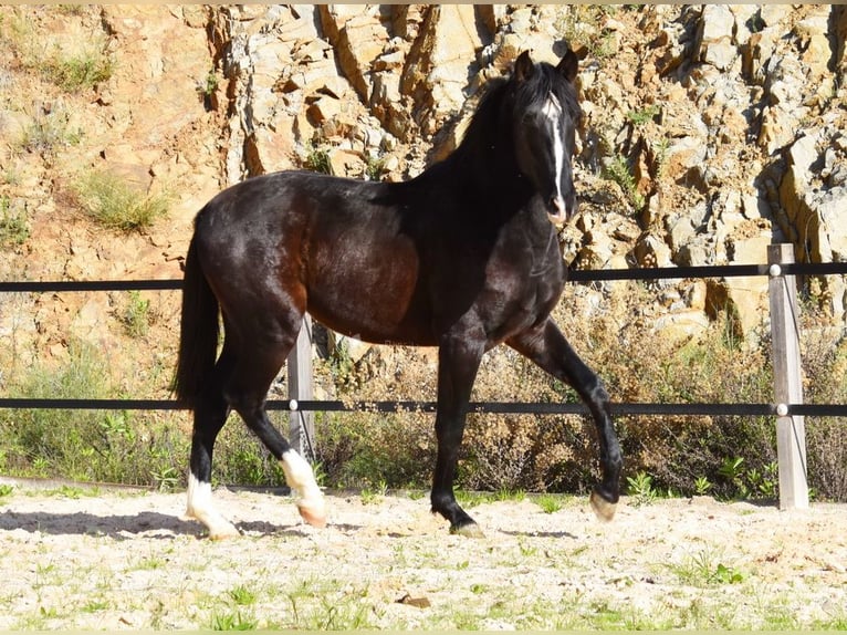 PRE Stallone 3 Anni 155 cm Morello in Provinz Malaga