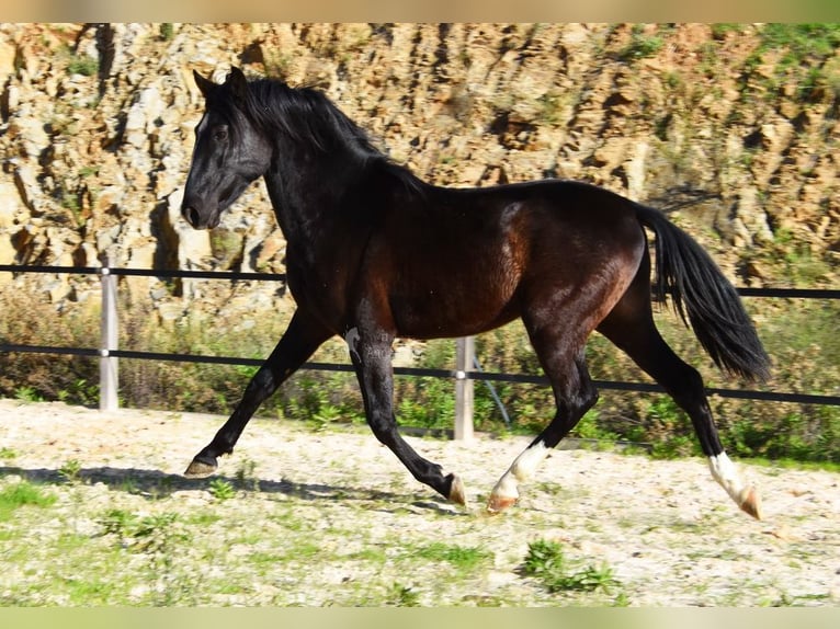 PRE Stallone 3 Anni 155 cm Morello in Provinz Malaga