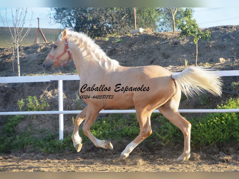 PRE Mix Stallone 3 Anni 155 cm Palomino in Vejer de la Frontera