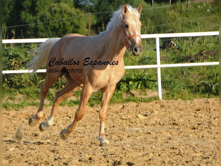 PRE Mix Stallone 3 Anni 155 cm Palomino in Vejer de la Frontera