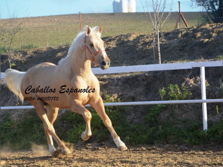PRE Mix Stallone 3 Anni 155 cm Palomino in Vejer de la Frontera