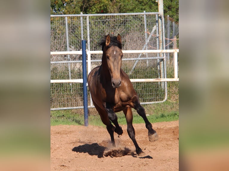 PRE Stallone 3 Anni 155 cm Pelle di daino in Vejer de la Frontera