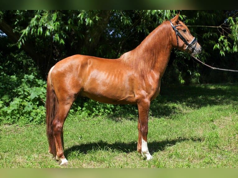 PRE Mix Stallone 3 Anni 155 cm Sauro scuro in Prague