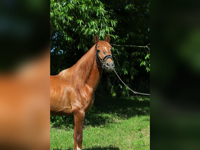 PRE Mix Stallone 3 Anni 155 cm Sauro scuro in Prague