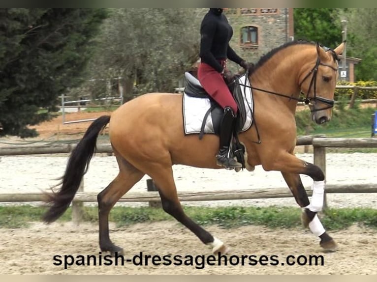 PRE Mix Stallone 3 Anni 156 cm Falbo in Barcelona