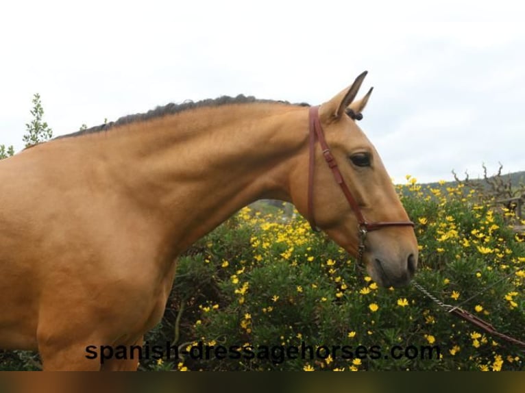 PRE Mix Stallone 3 Anni 156 cm Falbo in Barcelona