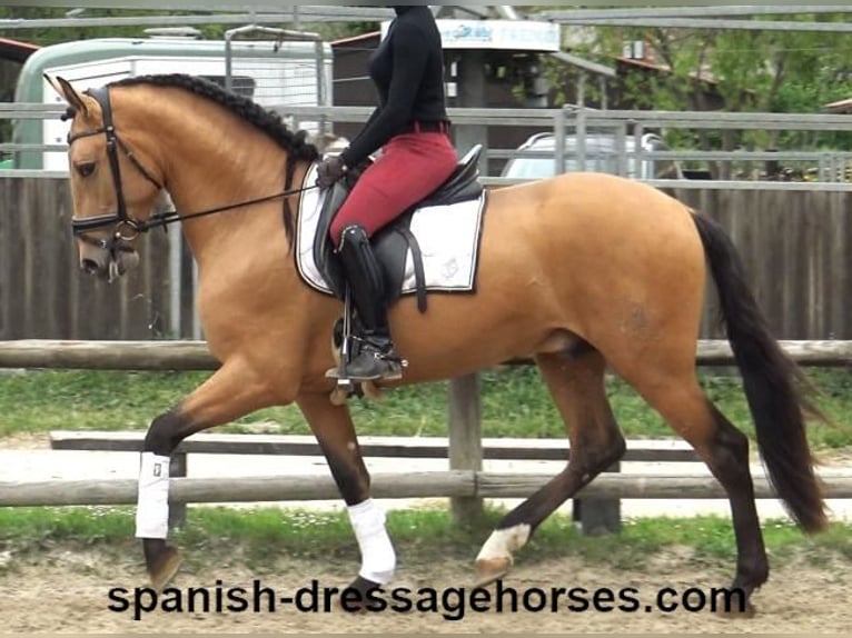 PRE Mix Stallone 3 Anni 156 cm Falbo in Barcelona