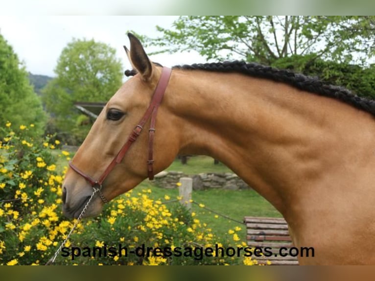 PRE Mix Stallone 3 Anni 156 cm Falbo in Barcelona