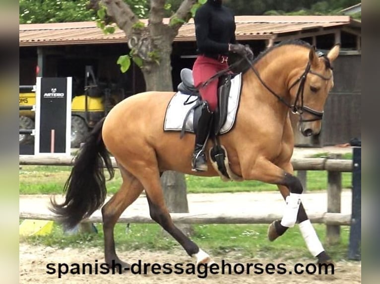 PRE Mix Stallone 3 Anni 156 cm Falbo in Barcelona