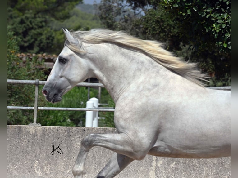 PRE Stallone 3 Anni 156 cm Grigio in ALCUDIA