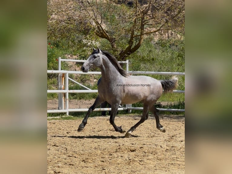 PRE Mix Stallone 3 Anni 156 cm Grigio in Sevilla