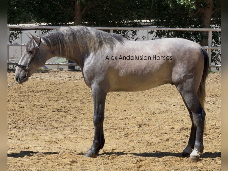 PRE Mix Stallone 3 Anni 156 cm Grigio in Sevilla