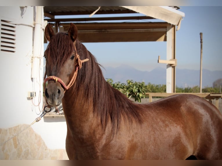 PRE Mix Stallone 3 Anni 156 cm Sauro scuro in Valencia
