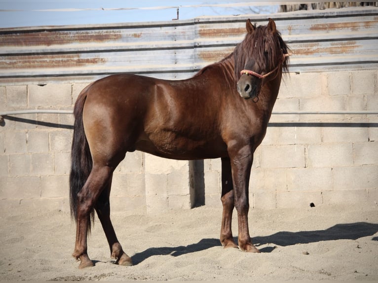 PRE Mix Stallone 3 Anni 156 cm Sauro scuro in Valencia