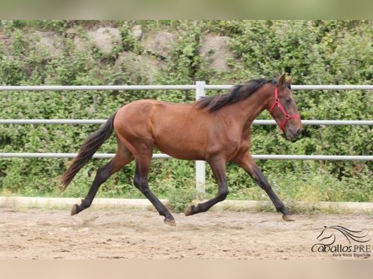 PRE Stallone 3 Anni 157 cm Baio in Barcelona