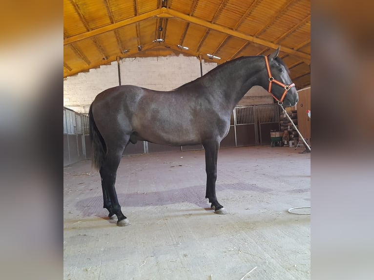 PRE Mix Stallone 3 Anni 157 cm Grigio in Pulianillas