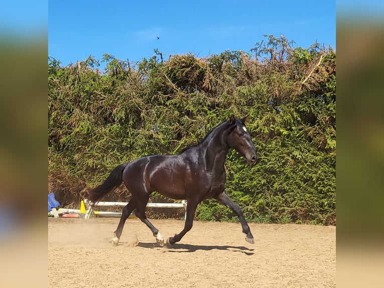 PRE Mix Stallone 3 Anni 157 cm Morello in Edling