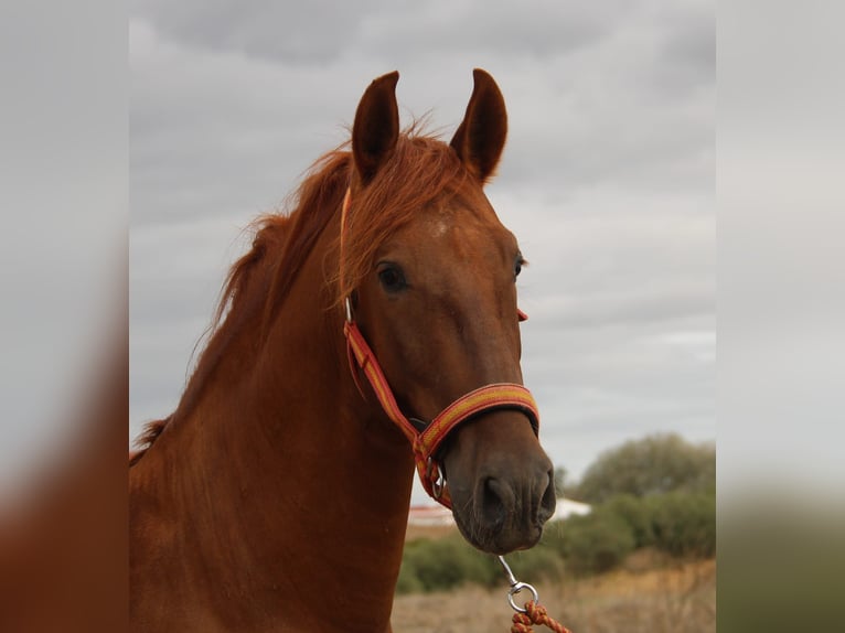 PRE Stallone 3 Anni 157 cm Sauro in Vejer de la Frontera