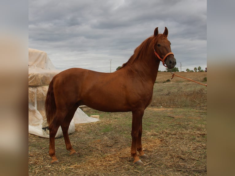 PRE Stallone 3 Anni 157 cm Sauro in Vejer de la Frontera