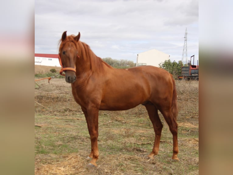 PRE Stallone 3 Anni 157 cm Sauro in Vejer de la Frontera