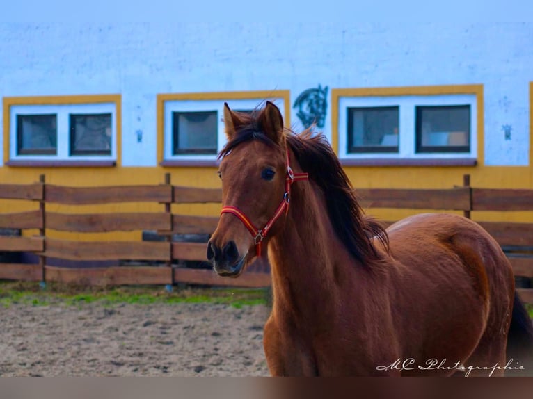 PRE Mix Stallone 3 Anni 158 cm Baio in Polenz