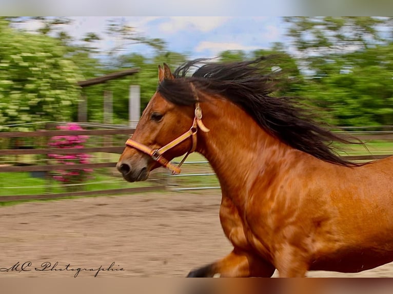 PRE Mix Stallone 3 Anni 158 cm Baio chiaro in Polenz