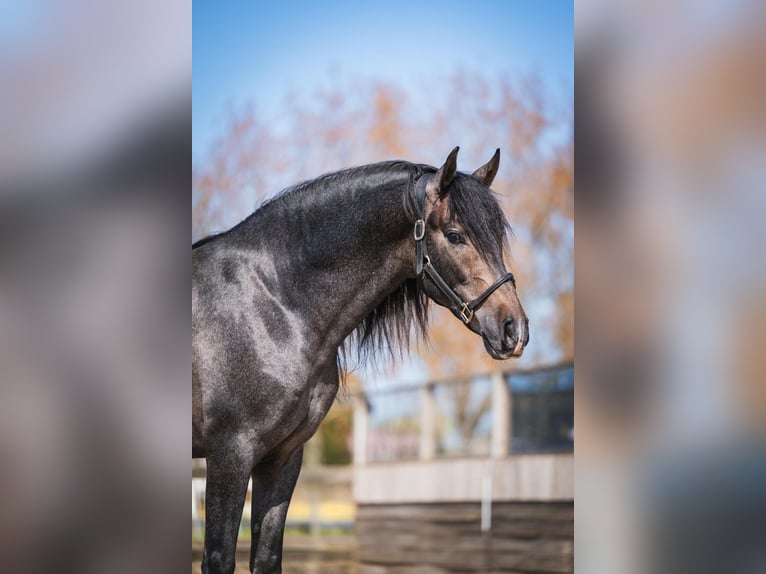 PRE Mix Stallone 3 Anni 158 cm Baio roano in Poeldijk