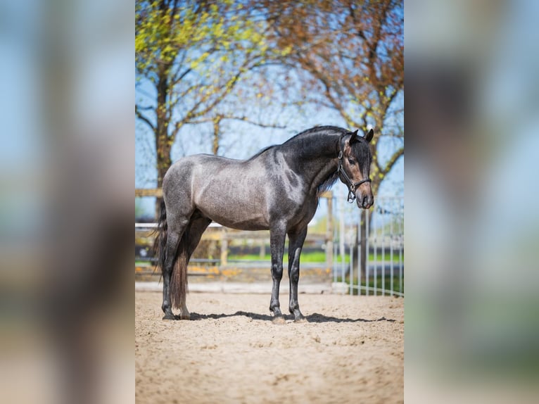 PRE Mix Stallone 3 Anni 158 cm Baio roano in Poeldijk