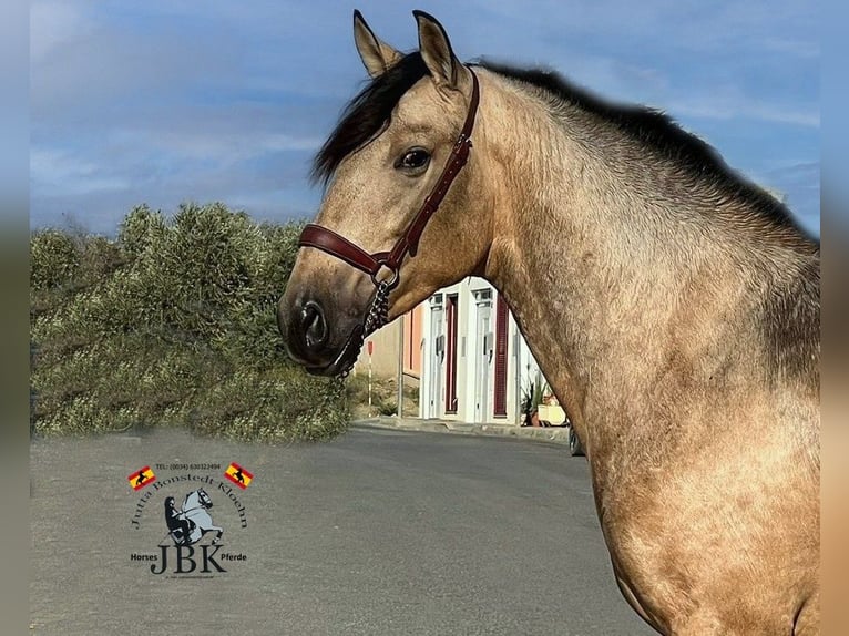 PRE Mix Stallone 3 Anni 158 cm Falbo in Tabernas