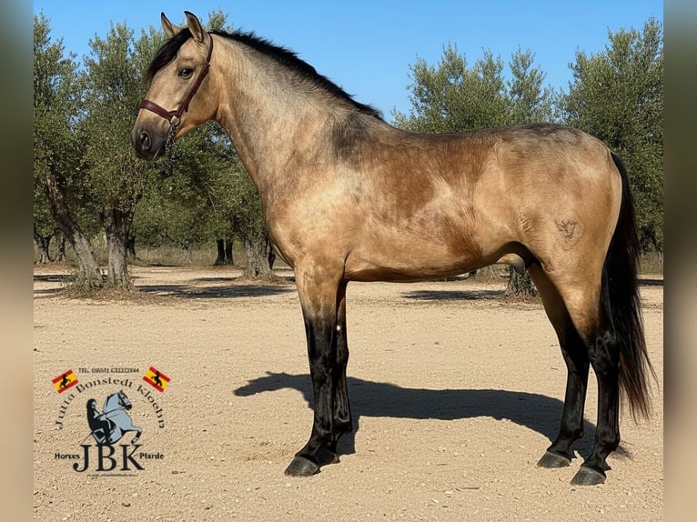 PRE Mix Stallone 3 Anni 158 cm Falbo in Tabernas