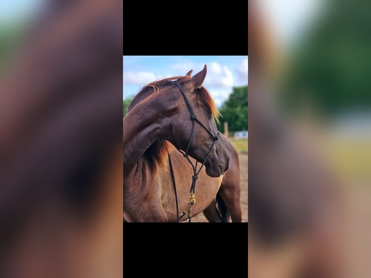 PRE Mix Stallone 3 Anni 158 cm Morello in Thyrow