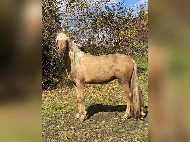 PRE Mix Stallone 3 Anni 158 cm Palomino in Gottfrieding