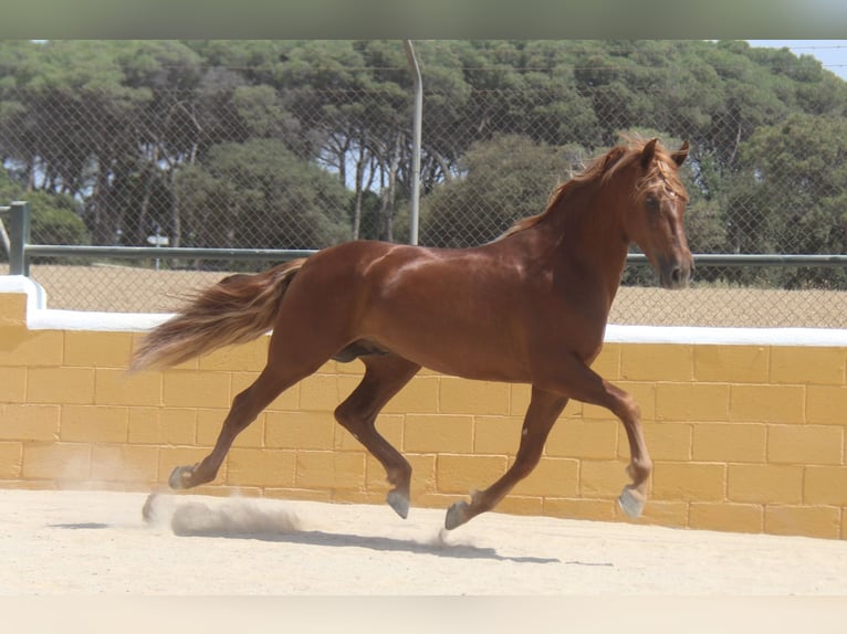 PRE Mix Stallone 3 Anni 158 cm Sauro in Hamburg