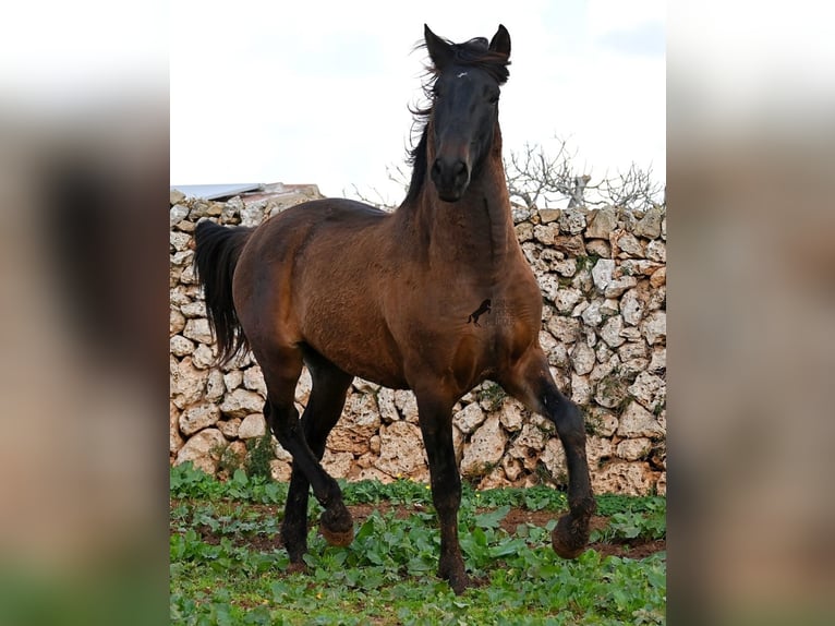 PRE Stallone 3 Anni 159 cm Baio in Menorca