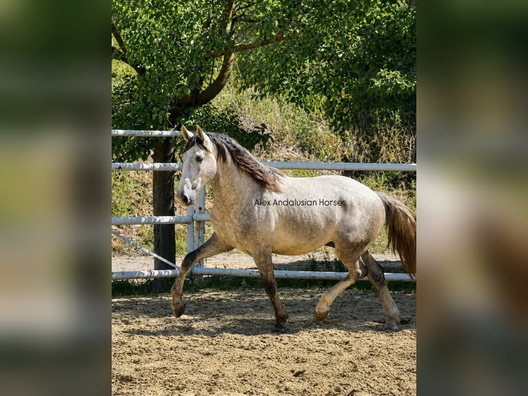 PRE Mix Stallone 3 Anni 159 cm Grigio in Sevilla