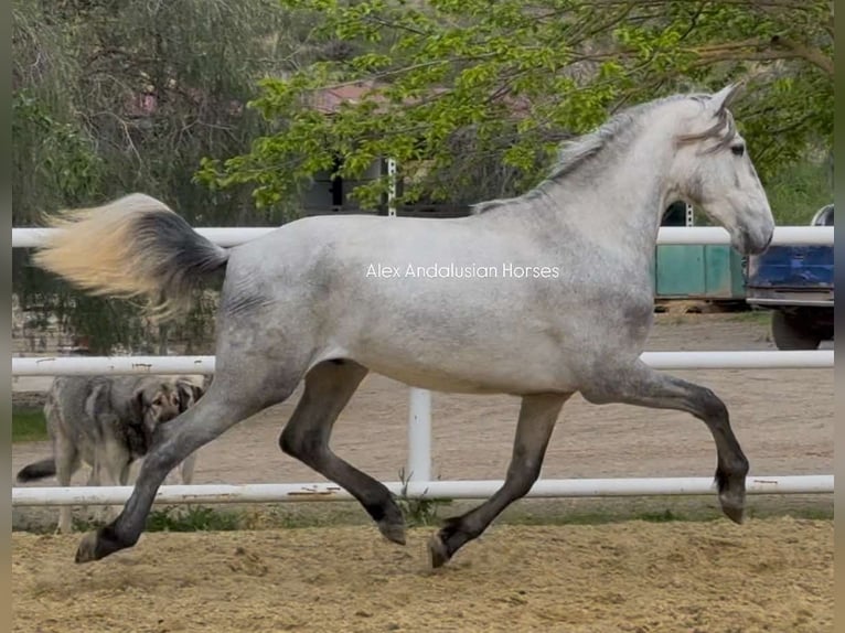 PRE Mix Stallone 3 Anni 159 cm Grigio in Sevilla