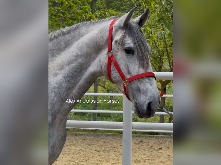 PRE Mix Stallone 3 Anni 159 cm Grigio in Sevilla