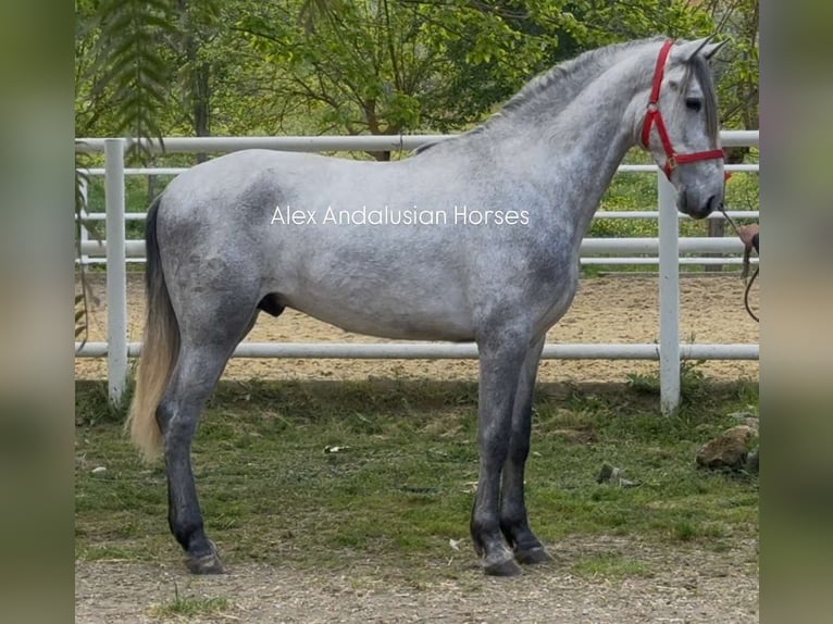 PRE Mix Stallone 3 Anni 159 cm Grigio in Sevilla