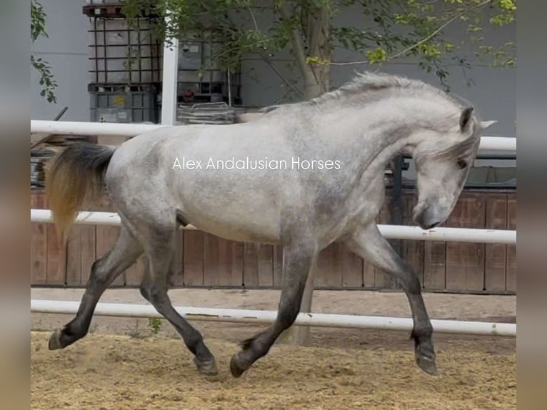 PRE Mix Stallone 3 Anni 159 cm Grigio in Sevilla